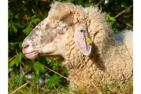 República Checa prohíbe la cría de animales para comercializar su piel
