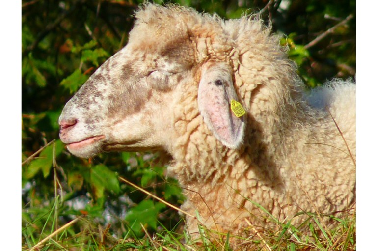 República Checa prohíbe la cría de animales para comercializar su piel