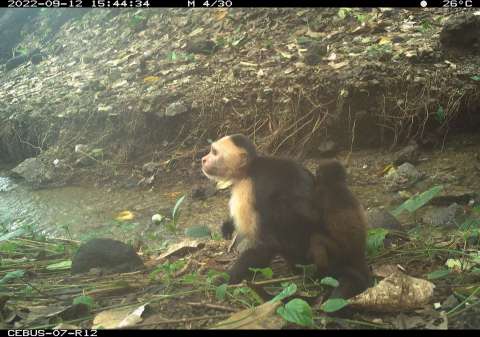 Estos monos capuchinos secuestran crías de monos aulladores