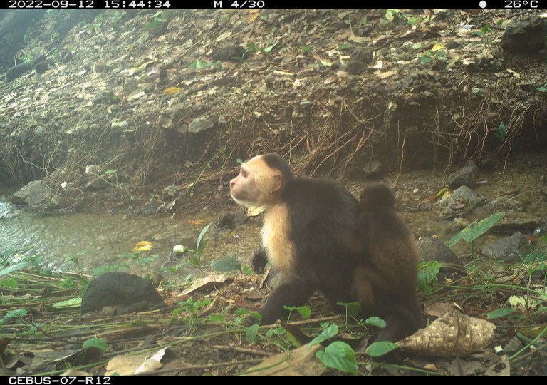 Estos monos capuchinos secuestran crías de monos aulladores