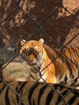 Asociación mexicana envía 200 tigres para evitar su extinción en la India