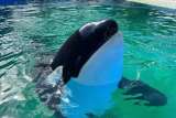 Acuarios en la mira: lo que hay detrás del posible cierre del Miami Seaquarium