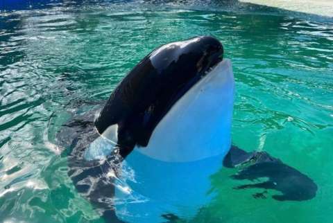 Revelan el motivo de la muerte de Lolita, la orca que estuvo 50 años en cautiverio
