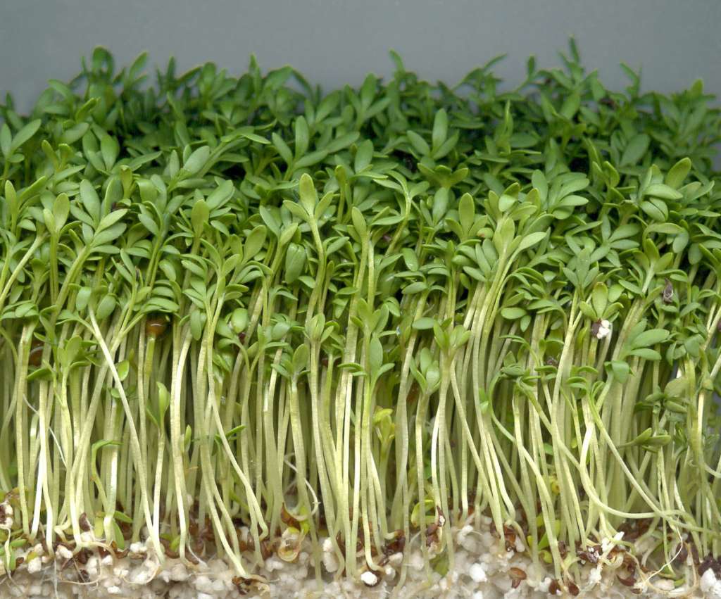 El Berro de Jardín es una planta extremadamente rápida de crecer y sencilla de manejar, lo que la convierte en una elección perfecta tanto para principiantes como para cultivadores experimentados