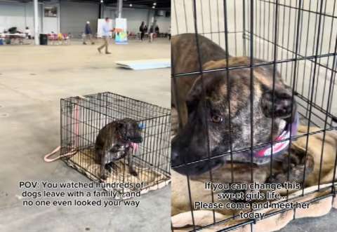 Cali, la perrita que ha sido devuelta al refugio dos veces: esta es la razón