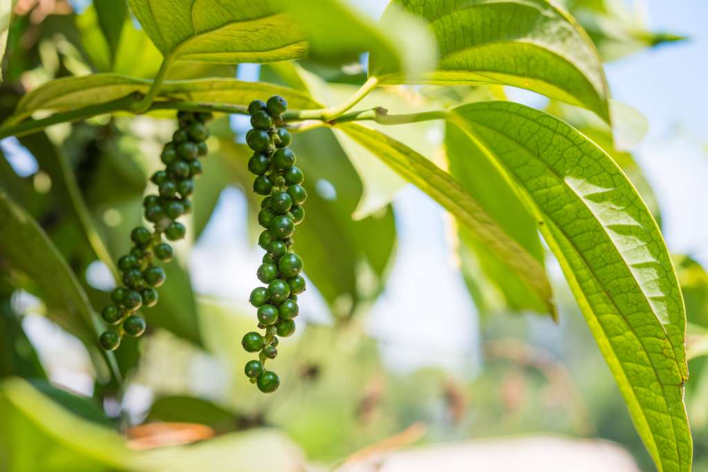 Frutos verdes sin madurar de una planta de pimienta.