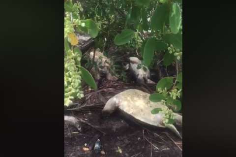 Denuncian caza de tortugas en Sucre