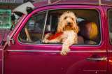 En imágenes: los ganadores de las fotos más graciosas de mascotas de 2022
