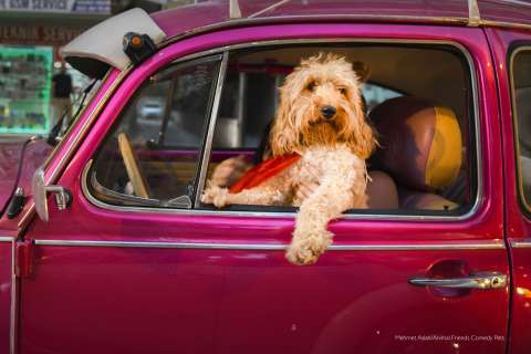 En imágenes: los ganadores de las fotos más graciosas de mascotas de 2022