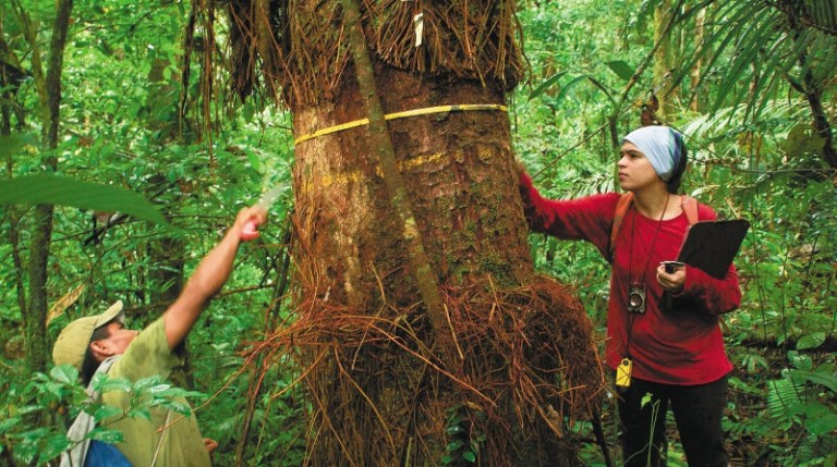 Monitorear los árboles de la Amazonia para entender el cambio climático en Colombia