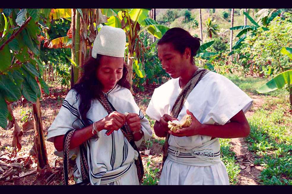 Dos indígenas arhuacos abren los frutos del cacao que cultivan en la Sierra Nevada de Santa Marta. / Cortesía