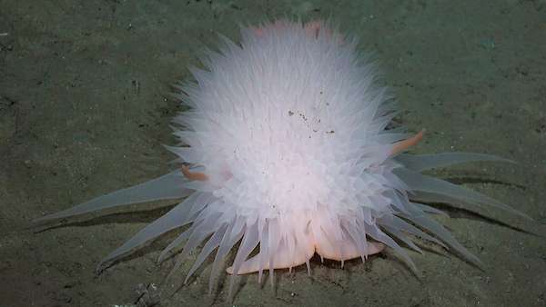Un nudibranquio hallado a 3.125 metros de profundidad en el cañón del Río de la Plata.