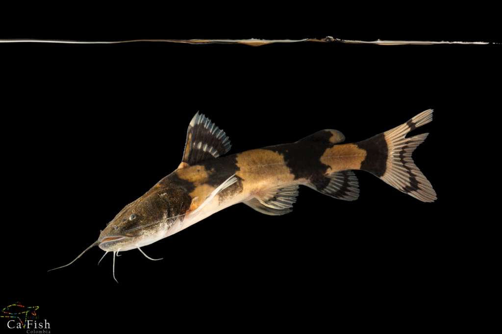 Bagre sapo (Pseudopimelodus magnus)