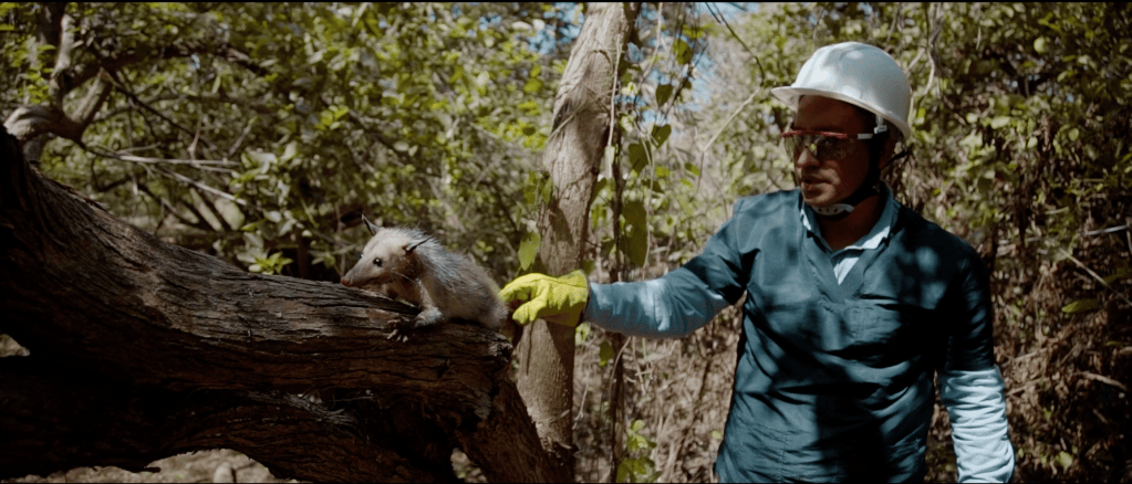 Rescate fauna silvestre.