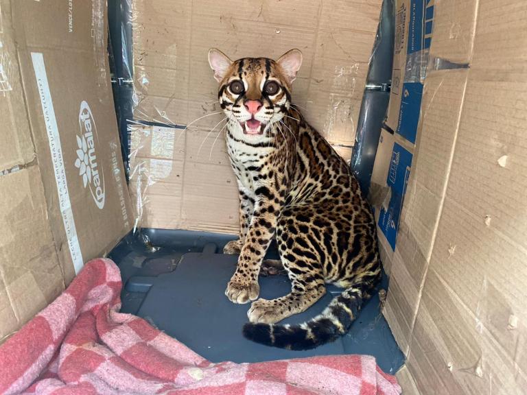 Liberan 50 animales silvestres en Guataquí, Cundinamarca