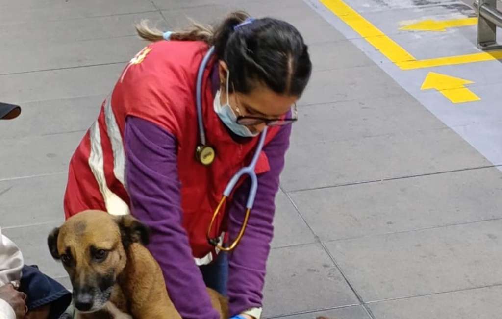 Perra que era usada para mendicidad en Transmilenio fue rescatada