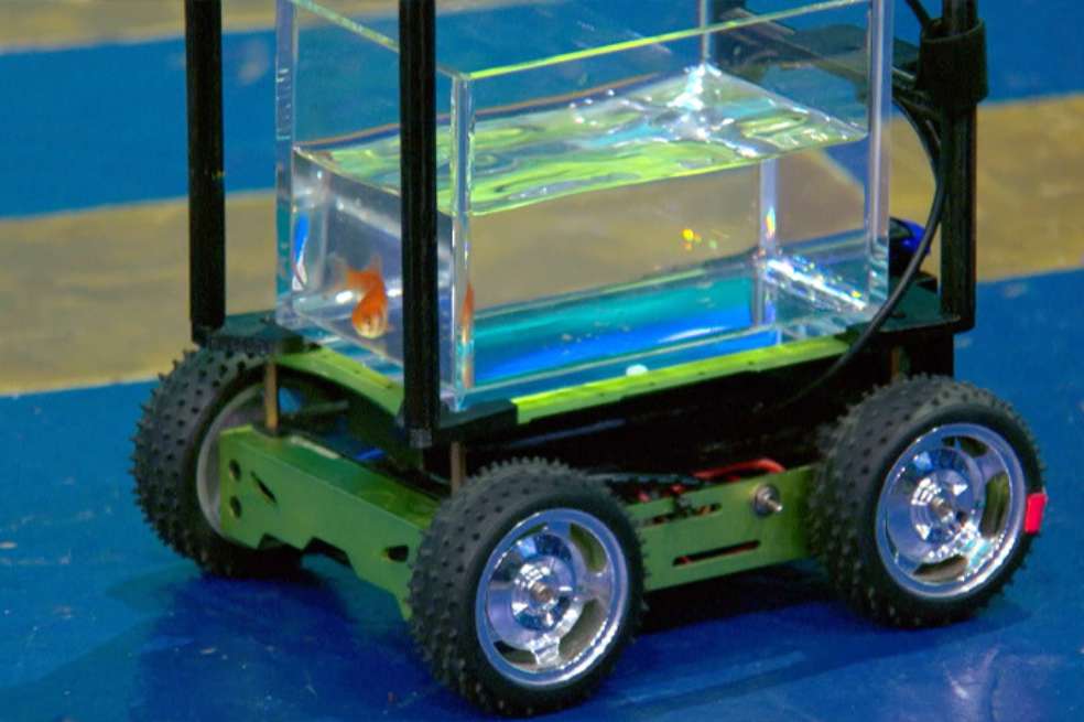 Un pez dorado acaba de romper un récord mundial por conducir un vehículo.