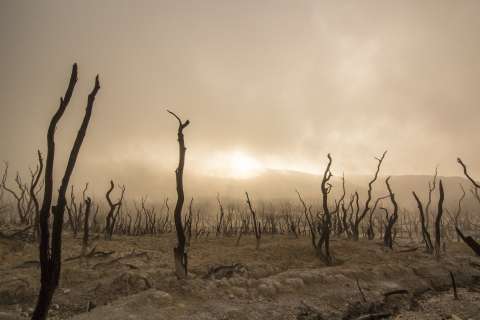 La ONU urge al mundo a restaurar mil millones de hectáreas de tierra degradada