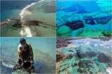 En fotos: gran derrame de crudo en uno de los arrecifes de coral más bellos del mundo