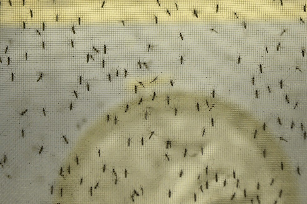 Esta es una imagen microscópica electrónica de transmisión coloreada digitalmente del virus Zika, que es un miembro de la familia Flaviviridae. / CDC/ Cynthia Goldsmith