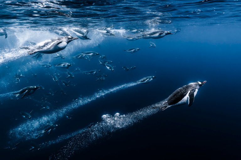“Es increíble lo rápido que los pingüinos gentú son capaces de construir una colonia durante el verano austral en la península Antártica”, afirma Barats. “Port Charcot suele ser un buen lugar para ello. Esta bahía protegida, rodeada de montañas e icebergs, es una base perfecta para los pingüinos papúa. Anclamos nuestro velero en esta bahía durante tres días, cerca de la colonia. Nos metimos en el agua todos los días para disfrutar del espectáculo de estas aves tan curiosas, que se acercaban a observarnos una y otra vez. Torpes en tierra, estas aves son rápidas y ágiles en el agua”.