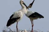 Las aves, símbolo de amor verdadero, también se permiten infidelidades