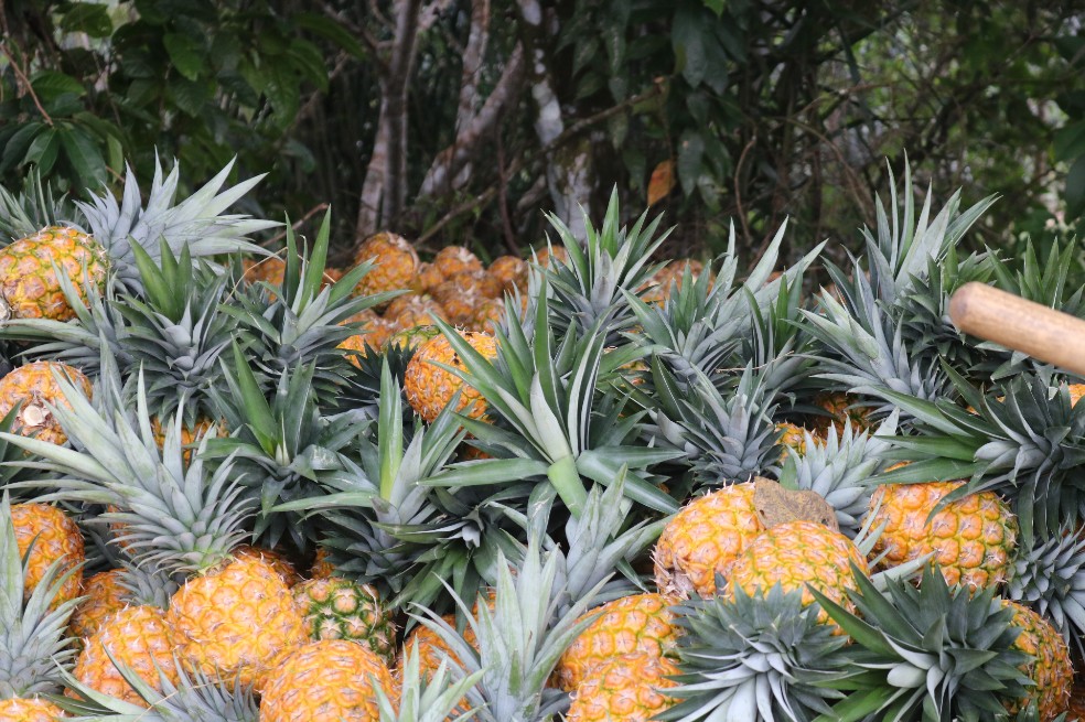 La piña es la cadena productiva de Casanare.