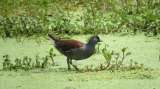 Especies de aves del río Bogotá están en amenaza por transformación de su hábitat