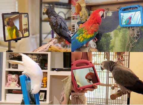 Un experimento puso a loros a hacer videollamadas entre ellos: ¿para qué?