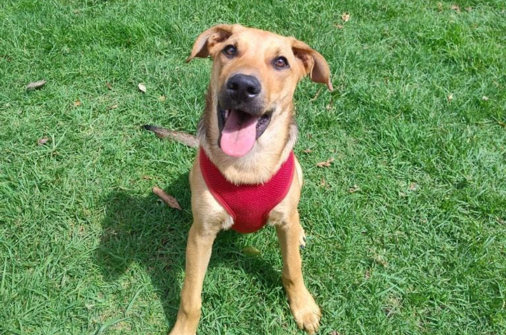 Otto, un perro criollo de seis meses, busca un nuevo hogar
