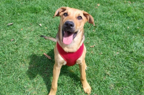 Este pequeño guerrero venció el abandono y ahora necesita un hogar en Bogotá