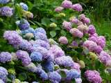 Hortensias: variedad, color e intensidad en pequeños ramos