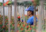 Regalar flores: movimientos económicos y símbolos culturales