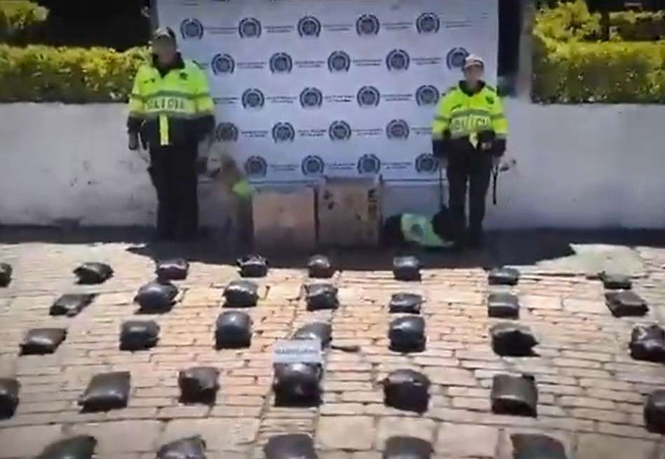 Durante el operativo, los caninos Rocco y Runy fueron fundamentales en la detección de la marihuana.