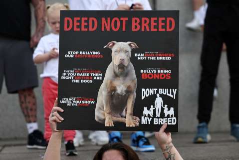 Escocia se une a Inglaterra y Gales: prohibirá los perros American Bully XL