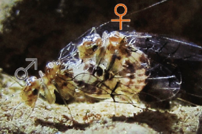 Así funciona el pene de una hembra de insecto de Brasil