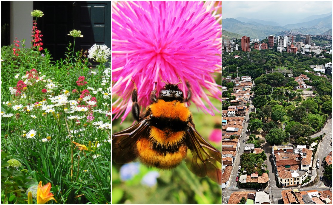En Bogotá, Cali y Yumbo hay ejemplos de cómo las ciudades están tratando de proteger la biodiversidad.
