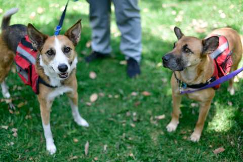 Perros de apoyo emocional en universidades: ¿es viable en Colombia?
