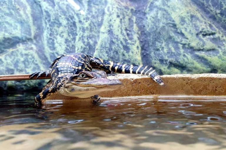Un cocodrilo americano en  Crocodiles of the World.
