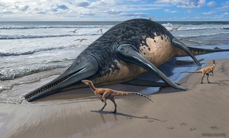 Encontraron el fósil del reptil marino que sería el más grande del mundo
