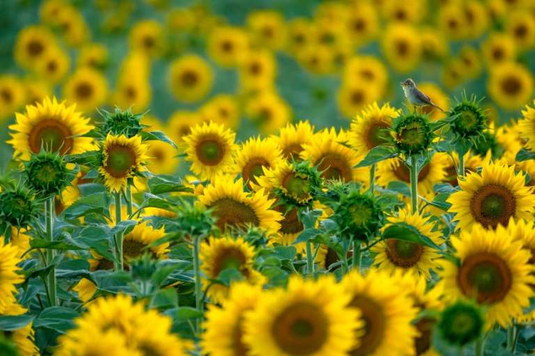 Categoría de 11 a 14 años: Andrés Luis Domínguez Blanco, de España, captó cuando una curruca que canta a pleno pulmón en medio de unos girasoles.