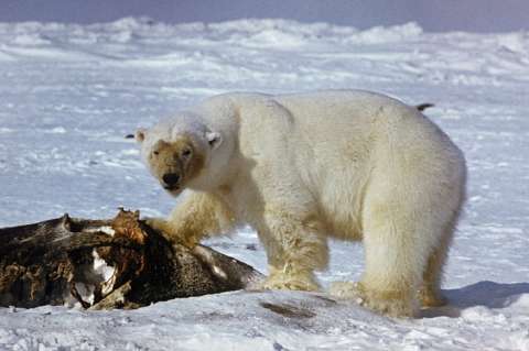 El nivel de mercurio en los osos polares disminuye debido al cambio climático