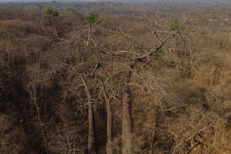 La sabana más diversa del mundo depende de solo 30 especies de árboles