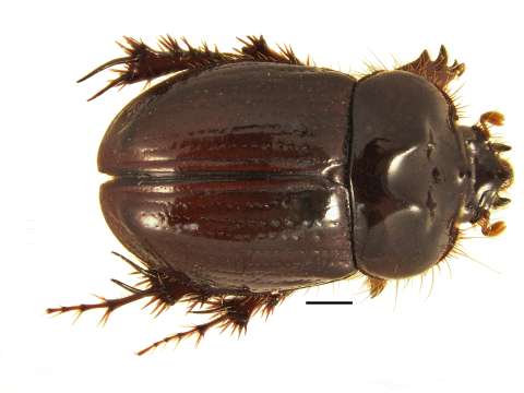 Descubren una nueva especie de escarabajo en el país con unos genitales únicos