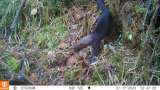 Las sorprendentes especies de fauna que fueron vistas en Sumapaz
