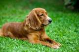 Cinco ventajas de castrar a su perro o gato