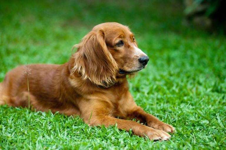 Cinco ventajas de castrar a su perro o gato