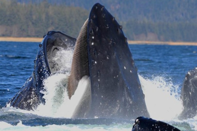 Ballenas de hace 33 millones de años no tenían dientes ni barbas para comer