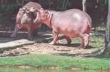 Instalan GPS a hipopótamo macho para tener información de la especie invasora
