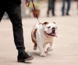 ¿Pueden los gatos y los perros detectar el cáncer?